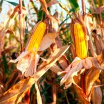 Primavera do Leste aprova Plano Municipal de Assistência Social 2026 a 2029