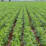 Não é só na cidade: BR-364/163 em área urbana também estipula 40 km/h