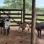 Pré-candidatura de Nelson Paim em Poxoréu reforça palanque regional pró-Piveta para outubro