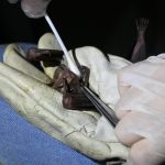 Operação Safra Desviada mira grupo acusado de desviar R$ 140 milhões do agronegócio