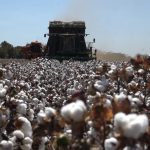 Jovem é preso por tráfico de drogas próximo a Fórum em MT