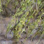 Suspeitos quebram celulares ao ver viatura e acabam presos por tráfico e organização criminosa no Jardim Eldorado, em Rondonópolis