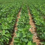 União Rondonópolis segura empate sem gols com o Operário VG no Luthero Lopes e mantém disputa aberta no Mato-grossense