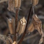 Pessoas em situação de rua e pets recebem serviços de assistência social e saúde de Rondonópolis