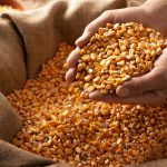 Força Tática cumpre mandado e prende foragido no Sagrada Família, em Rondonópolis