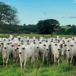 Dois homens morrem em troca de tiros com a PM durante operação contra garimpo ilegal