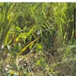 Mulher é morta a facadas após dizer que estava grávida de autor; suspeito confessou crime no bairro Boa Esperança