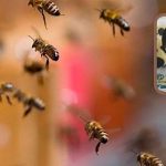 Mulher é baleada por faccionados em frente a salão comercial em Cáceres; local já foi cenário de homicídio