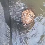 EEMOP | Adolescente é detido pela PM após agredir ex-companheira e outro aluno dentro de escola na região central