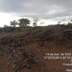 Polícia Ambiental flagra desmatamento irregular em área de cerrado na região do Rio dos Peixes, em Cuiabá