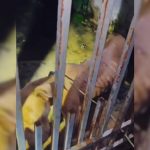 Rondonópolis: traficante com tornozeleira tenta fugir da PM, invade casa e acaba preso com drogas