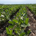 Agro-Sol apresenta portfólio de sementes focado em produtividade e retorno ao produtor durante Show Safra 2026