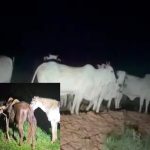 Projeto “Descobrindo a Aquarela” promove inclusão e acessibilidade por meio da arte em Primavera do Leste