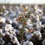 Menor furta carro dos pais, aprende a dirigir na internet e tenta viagem até MT