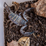 Nova TV 3.0 chega com interatividade, 4K e integração com internet