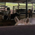 Mutirão leva serviços essenciais à população em situação de rua em Rondonópolis