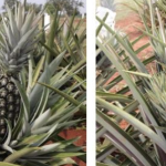 Investigação revela esquema de furto de gado com prejuízo de R$ 200 mil em Jaciara