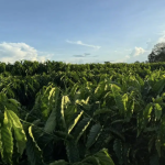 Policial penal é condenado após investigação apontar esquema dentro de cadeia em MT