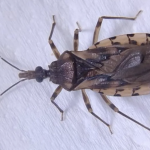 Thiago Silva cobra construção de viaduto na MT-270 para reduzir acidentes