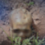 Golpistas usam nome da concessionária para aplicar falsas cobranças de pedágio em MT