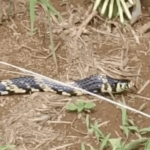 Justiça condena dois hospitais após paciente morrer por dengue confundida com pneumonia em MT