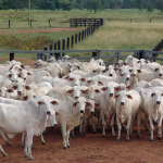 Mato Grosso decreta emergência em dois municípios após cenário crítico