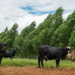 Ação da Companhia Ambiental combate extração ilegal e apreende equipamentos em MT