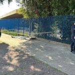 Pecuária de MT regenera área equivalente a 5,8 mil campos de futebol