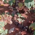 Prefeitura lança plataforma para agilizar alvará sanitário em Rondonópolis