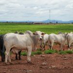 Mais de 300 profissionais de MT serão capacitados para ampliar uso de implante contraceptivo