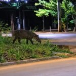 Tráfego na BR-163 é parcialmente liberado após acidente com carreta-tanque em Rondonópolis