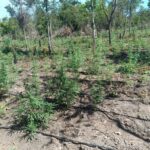 Prefeitura de Primavera do Leste suspende aplicação de vacina contra a dengue do Instituto Butantan após orientação do Ministério da Saúde