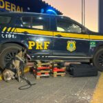 Primavera do Leste enfrenta explosão de abandono de animais e vereadora Maria Garzella cobra ação urgente do poder público