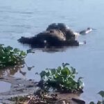 Obras de acessibilidade e paisagismo mudam cenário urbano de Rondonópolis