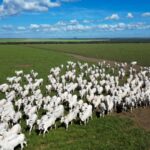 Pecuária de Mato Grosso lidera exportações brasileiras com 25,6% da carne bovina vendida ao exterior