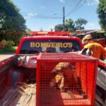 PM prende homem suspeito de tentativa de homicídio e violência doméstica em Rondonópolis